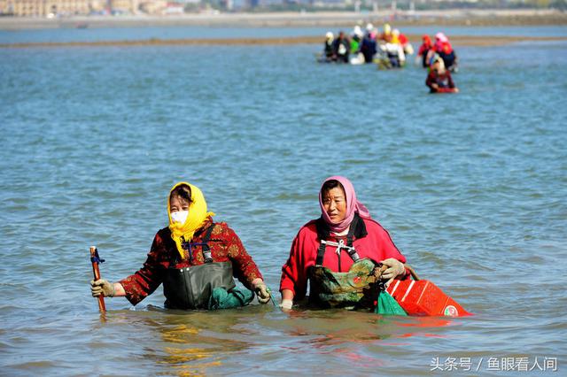 蛤蜊一挖一麻袋！青岛市民在没腰深海水中赶海