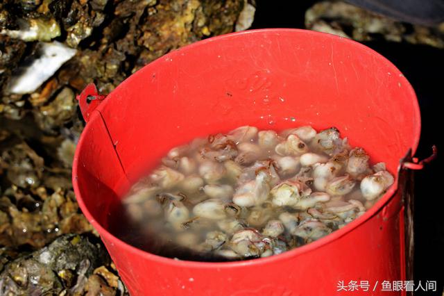 蛤蜊一挖一麻袋！青岛市民在没腰深海水中赶海