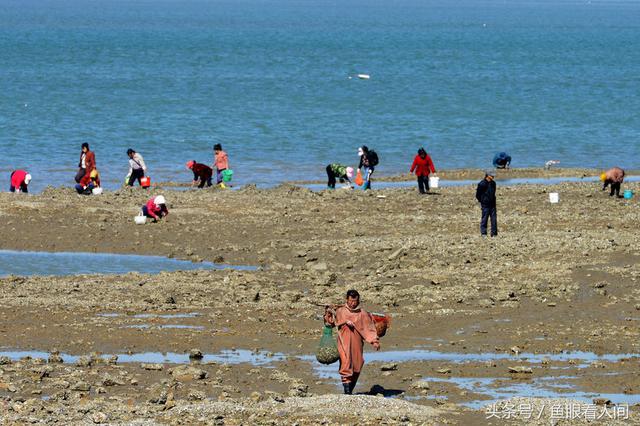 蛤蜊一挖一麻袋！青岛市民在没腰深海水中赶海