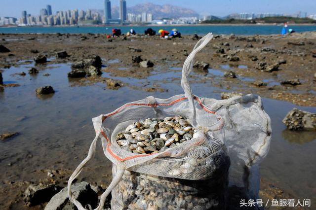 蛤蜊一挖一麻袋！青岛市民在没腰深海水中赶海