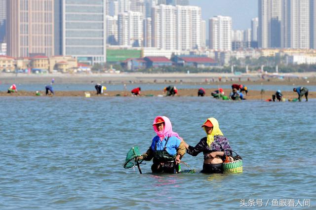 蛤蜊一挖一麻袋！青岛市民在没腰深海水中赶海