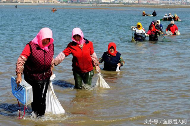 蛤蜊一挖一麻袋！青岛市民在没腰深海水中赶海