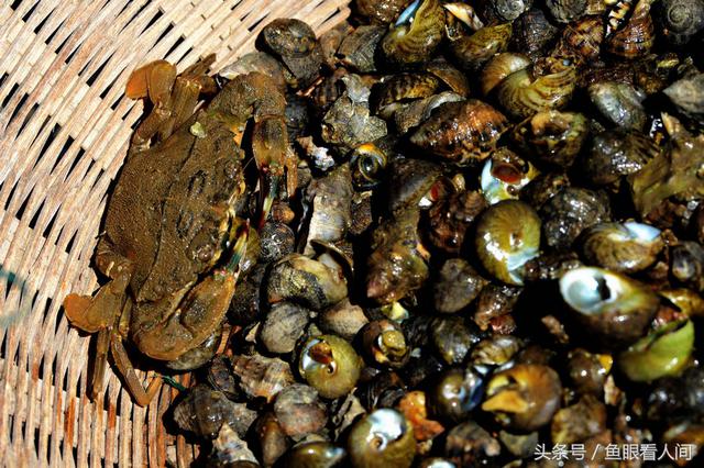蛤蜊一挖一麻袋！青岛市民在没腰深海水中赶海