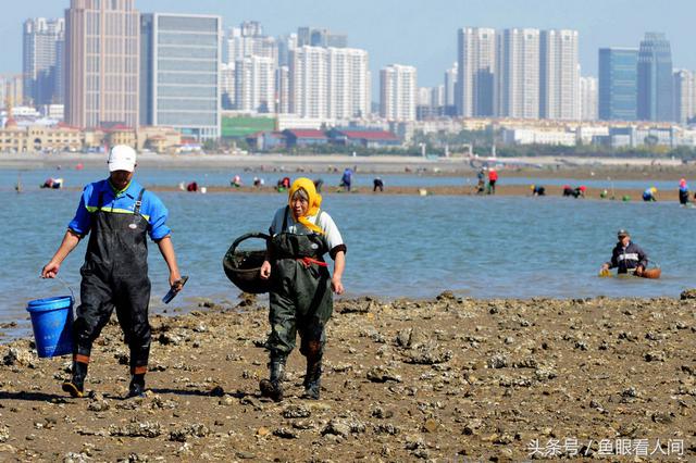 蛤蜊一挖一麻袋！青岛市民在没腰深海水中赶海