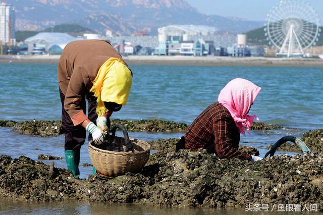 蛤蜊一挖一麻袋！青岛市民在没腰深海水中赶海
