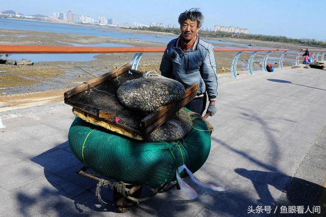 蛤蜊一挖一麻袋！青岛市民在没腰深海水中赶海