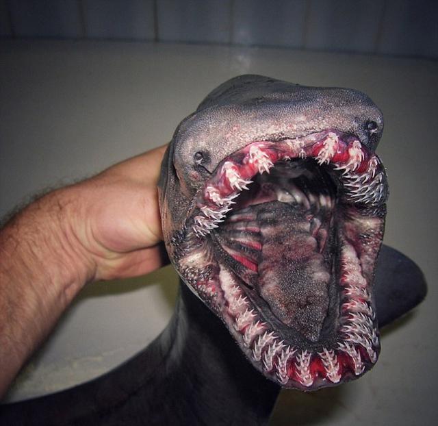 深海安康鱼 恐怖图片