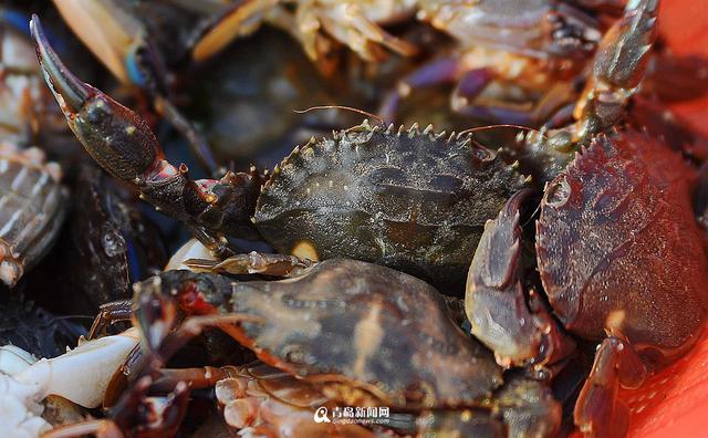 高清：各大渔港供应充足 冬天来青岛吃海鲜吧