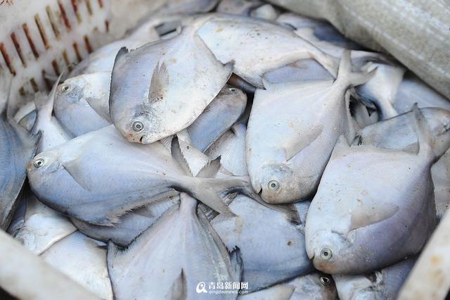 高清：各大渔港供应充足 冬天来青岛吃海鲜吧