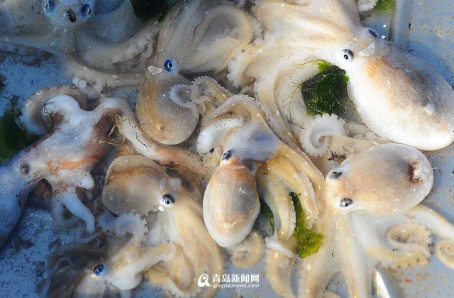 高清：各大渔港供应充足 冬天来青岛吃海鲜吧