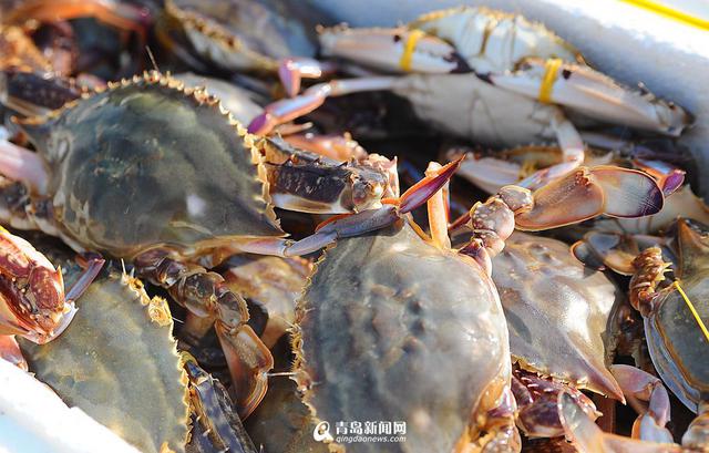 高清：各大渔港供应充足 冬天来青岛吃海鲜吧