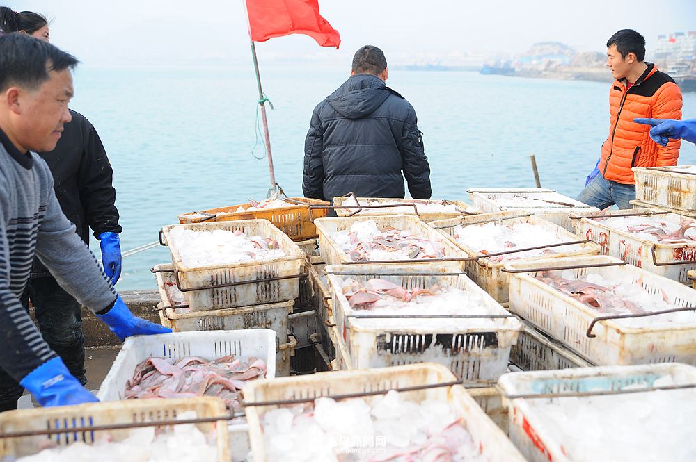 高清：各大渔港供应充足 冬天来青岛吃海鲜吧