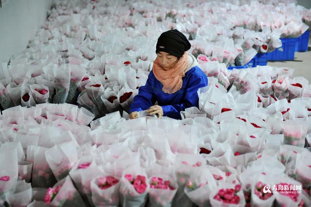 种大棚年入四五万 外出打工村民踏上回乡路