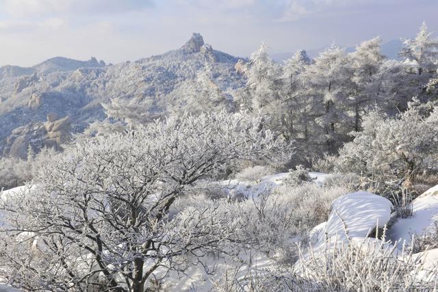 青岛崂山迎冬景观赏季 雾凇云海美若仙境(图)