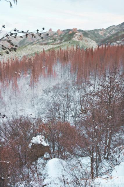 青岛崂山迎冬景观赏季 雾凇云海美若仙境(图)