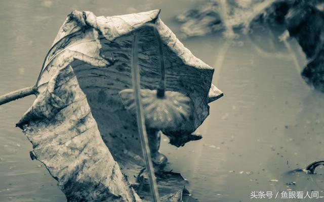 残荷落落听冬韵 中山公园雨中残荷别样美