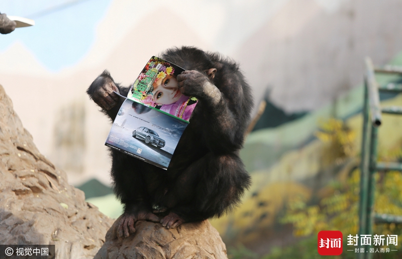 黑猩猩拿书本认真翻看 你还有理由不学习吗？