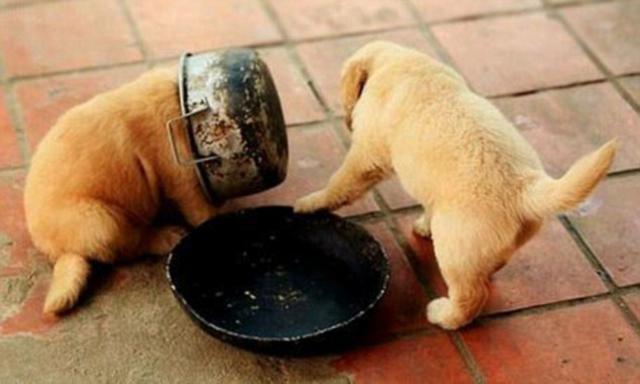 笑翻了！国外网友争相晒汪星人搞笑照片(图