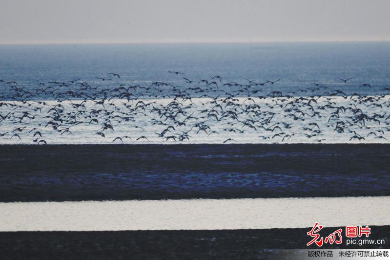 冬日里鸥鹭翔集胶州湾 铺天盖地蔚为壮观(图)
