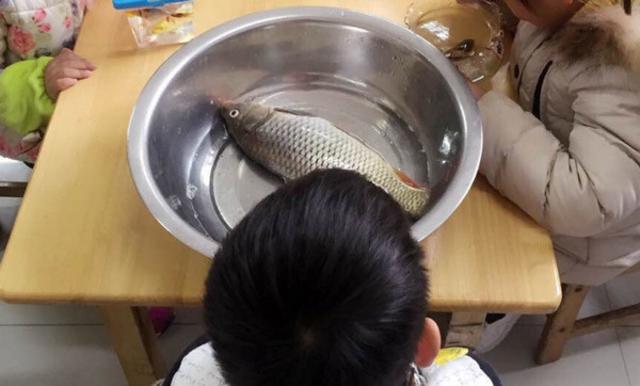 老师说带一条小鱼来观察