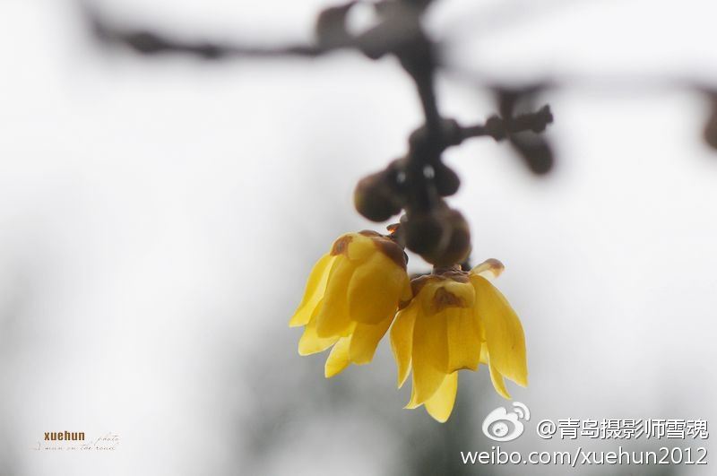 青岛太平山腊梅吐芳迎春开 清香四溢惹人醉