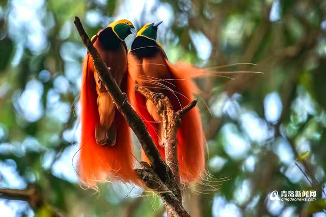 高清:青岛摄影师拍天堂鸟 传说一生只落地一次