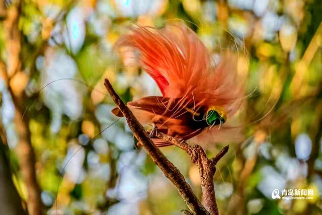 高清:青岛摄影师拍天堂鸟 传说一生只落地一次