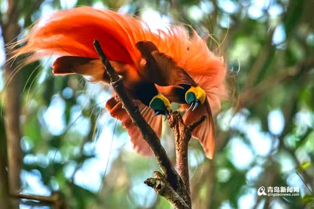 高清:青岛摄影师拍天堂鸟 传说一生只落地一次