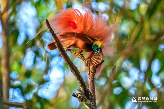 高清:青岛摄影师拍天堂鸟 传说一生只落地一次