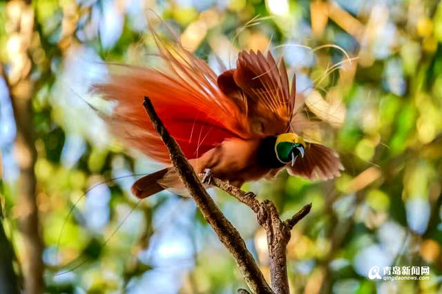 高清:青岛摄影师拍天堂鸟 传说一生只落地一次