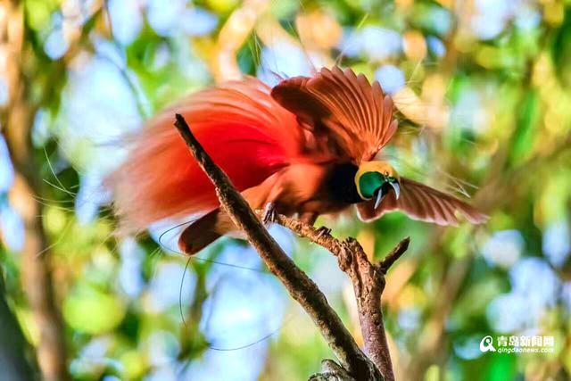 高清:青岛摄影师拍天堂鸟 传说一生只落地一次