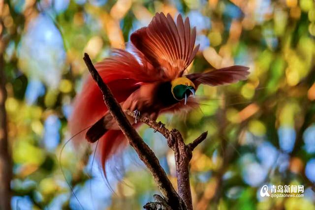 高清:青岛摄影师拍天堂鸟 传说一生只落地一次