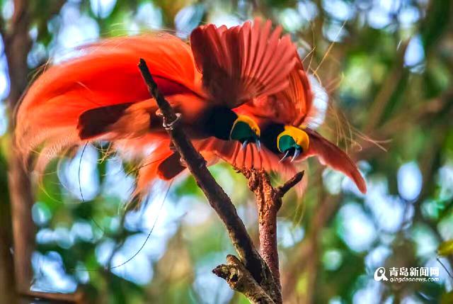 高清:青岛摄影师拍天堂鸟 传说一生只落地一次
