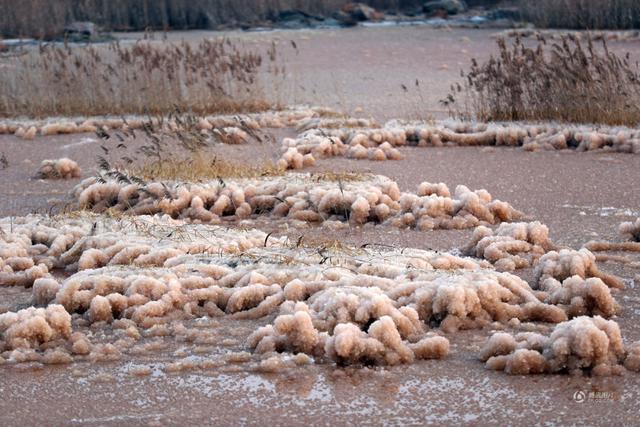 中国死海变成“玫瑰湖” 惊现大面积粉色硝花