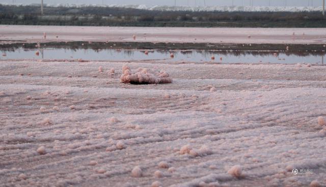 中国死海变成“玫瑰湖” 惊现大面积粉色硝花