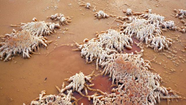 中国死海变成“玫瑰湖” 惊现大面积粉色硝花
