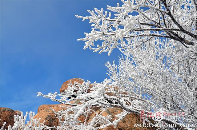 雪后崂山之巅再现绝美雾凇 置身雪国圣境恍如隔世