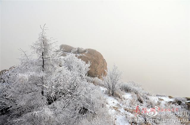 雪后崂山之巅再现绝美雾凇 置身雪国圣境恍如隔世