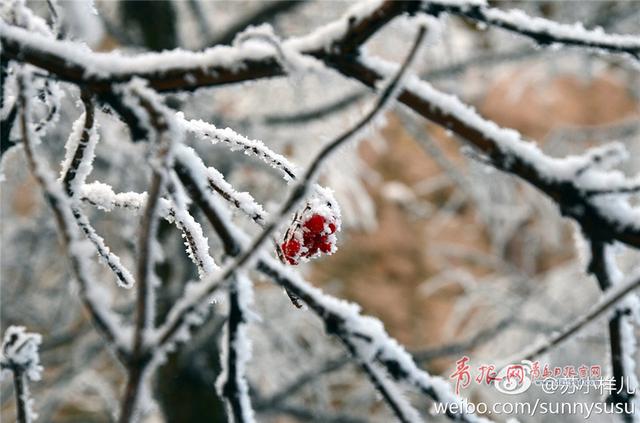雪后崂山之巅再现绝美雾凇 置身雪国圣境恍如隔世