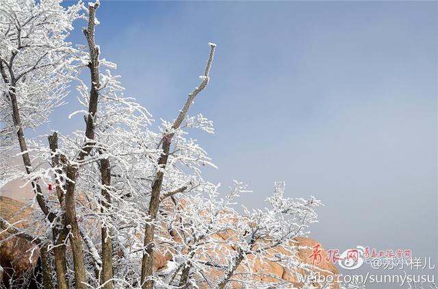 雪后崂山之巅再现绝美雾凇 置身雪国圣境恍如隔世