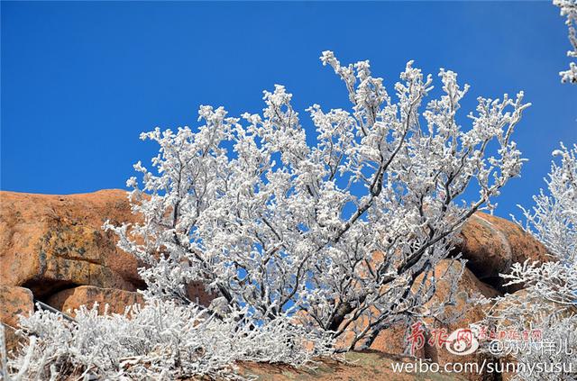 雪后崂山之巅再现绝美雾凇 置身雪国圣境恍如隔世