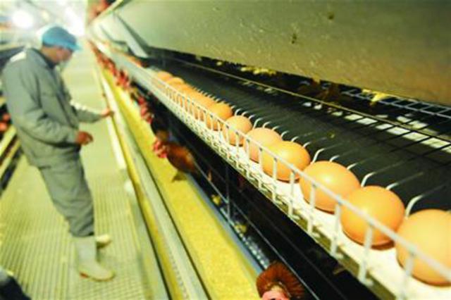 探访省内最大养鸡场 两饲养员轻松照料15万只鸡 探访省内最大养鸡场 两饲养员轻松照料15万只鸡
