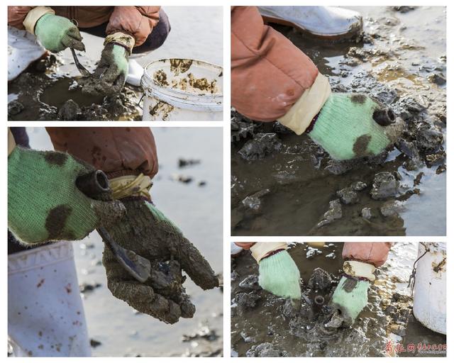 红岛海蛎子迎来丰收季 市民全副武装来赶海