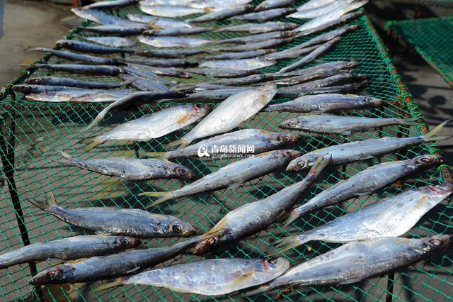 高清：这个渔村因晒鱼而著名 冬日里海货飘香