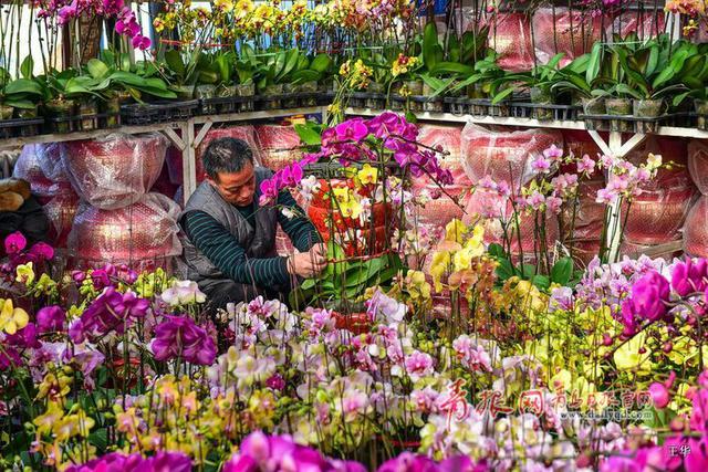 青岛花卉市场人气爆棚