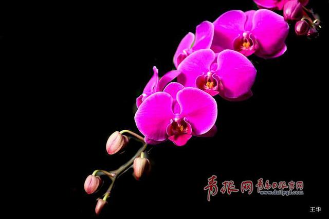 青岛花卉市场人气爆棚