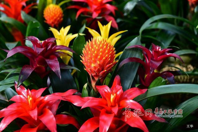 青岛花卉市场人气爆棚