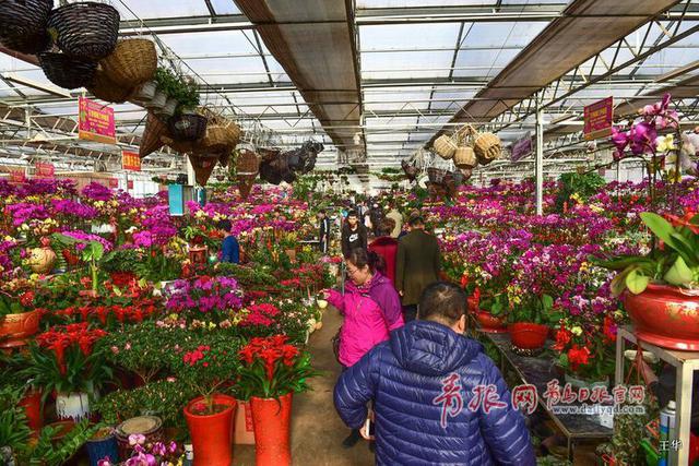 青岛花卉市场人气爆棚