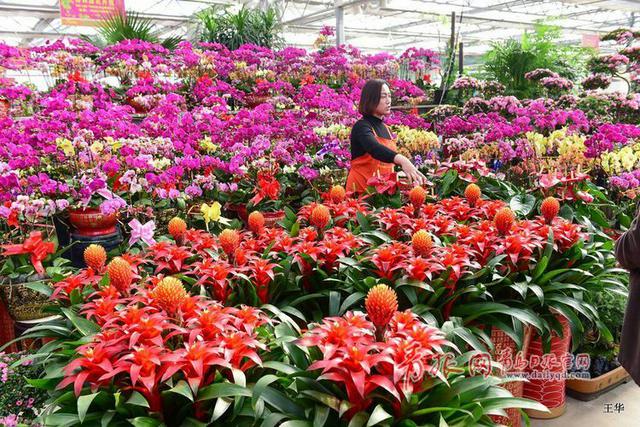 青岛花卉市场人气爆棚