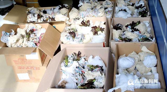 山东口岸公布十大检出案例 